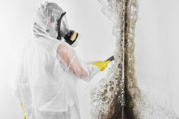 Best Kitchen Mold Remediation in Dana Point, CA