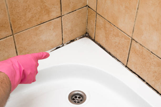 Best Commercial Mold Remediation in Dana Point, CA