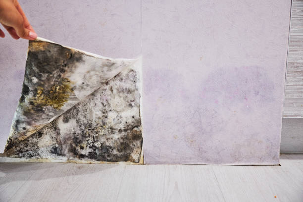 Best Localized Mold Remediation (e.g., coastal areas, humid climates) in Dana Point, CA